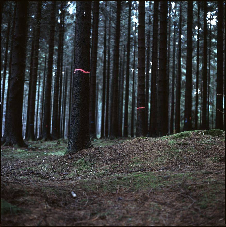 Wald .. somewhere near Sottorf